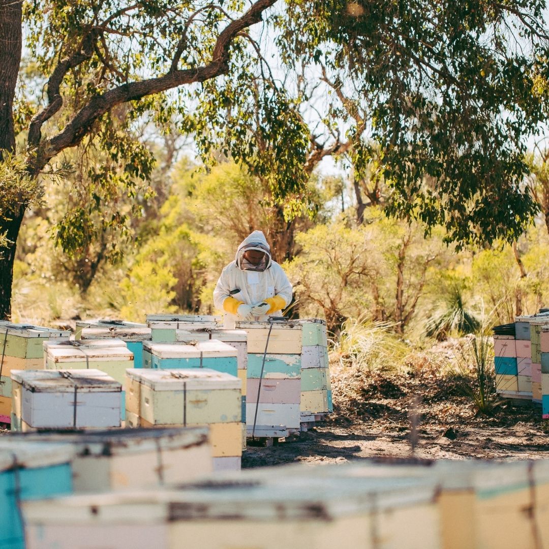 1000+ mgo manuka honey 250g – australian premium grade, limited edition