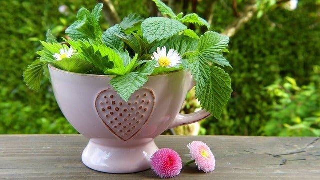 DETOX-TEE ALS WUNDERMITTEL?