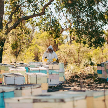 Premium Australian Manuka Honey – 400+ MGO, Raw , Natural, Cold Extracted 250g