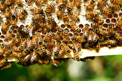 Raw Wildflower Honey 250g – Pure Australian Cold Extracted Natural Honey
